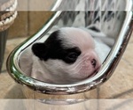 Small #5 American Bullnese