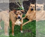 Small #13 American Pit Bull Terrier Mix