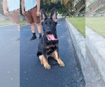 Small #2 German Shepherd Dog