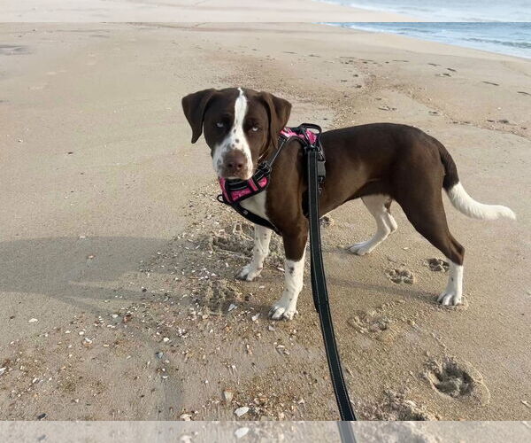 Medium Photo #10 Beagle-Unknown Mix Puppy For Sale in Westwood, NJ, USA