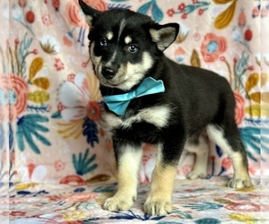 Pomsky Puppy for sale in LANCASTER, PA, USA