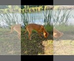 Small #2 American Pit Bull Terrier