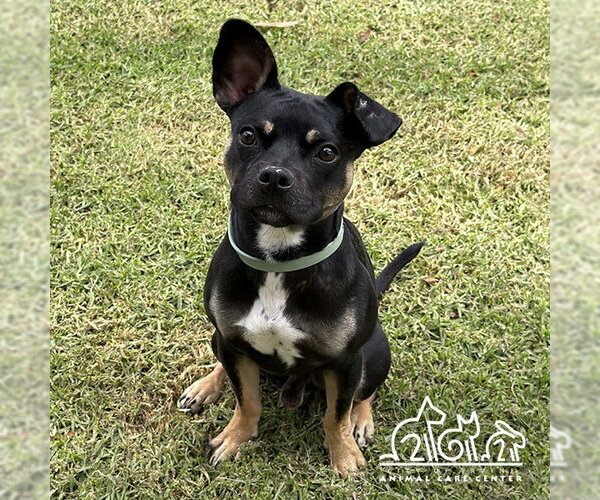 Medium Photo #1 Staffordshire Bull Terrier Puppy For Sale in Irvine, CA, USA