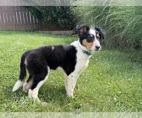 Medium Photo #1 Australian Shepherd Puppy For Sale in Hillsboro, MO, USA