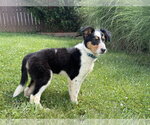 Small Australian Shepherd