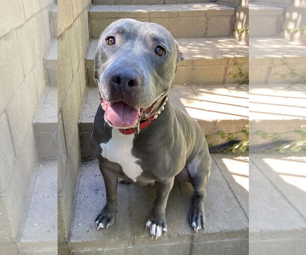 Medium Photo #3 American Pit Bull Terrier-American Staffordshire Terrier Mix Puppy For Sale in Redlands, CA, USA