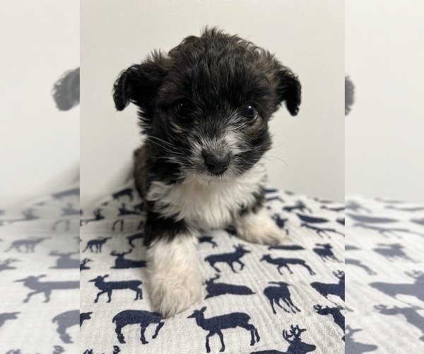 Medium Photo #1 Aussiedoodle Miniature  Puppy For Sale in SHILOH, OH, USA