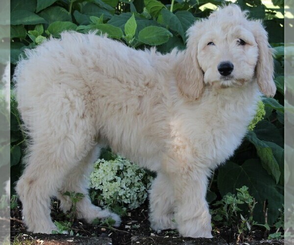 Medium Photo #6 Goldendoodle Puppy For Sale in FREDERICKSBURG, OH, USA