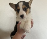 Puppy Male 3 Pembroke Welsh Corgi