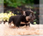 Small #6 French Bulldog