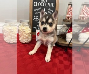 Alaskan Klee Kai Puppy for sale in WILLIAMSBURG, OH, USA