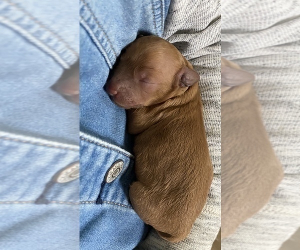 Medium Photo #12 Poodle (Miniature) Puppy For Sale in RUDD, IA, USA