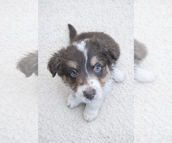 Medium Photo #3 Australian Shepherd Puppy For Sale in MABEL, MN, USA