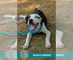 Small #1 American Bulldog Mix