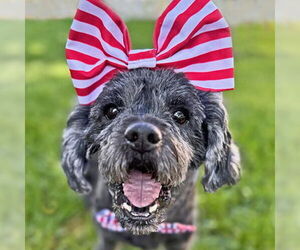 Cocker Spaniel-Poodle (Miniature) Mix Dogs for adoption in Arlington, VA, USA
