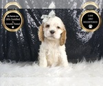 Small Photo #8 Cocker Spaniel Puppy For Sale in WARSAW, IN, USA