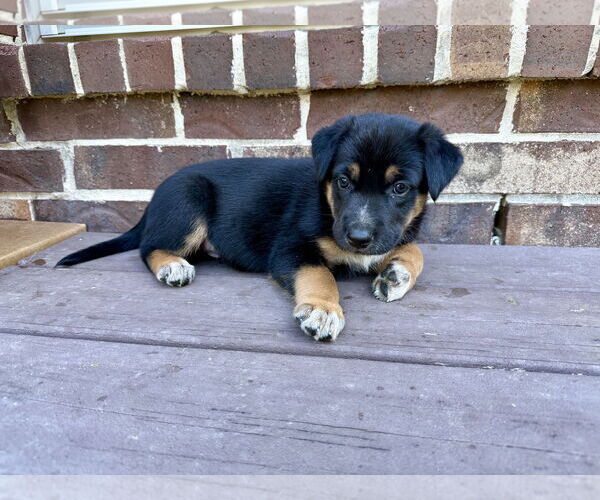 Medium Photo #1 Labrador Retriever-Unknown Mix Puppy For Sale in The Woodlands, TX, USA