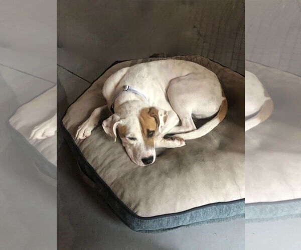 Medium Photo #2 Bulldog-Labrador Retriever Mix Puppy For Sale in Tarrytown, GA, USA