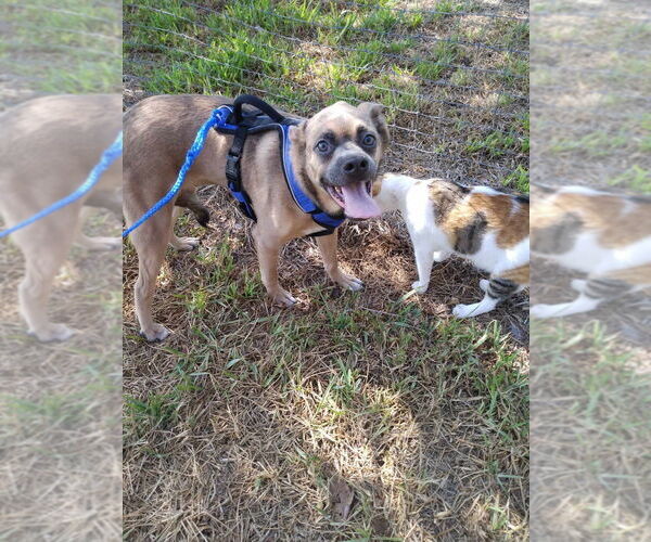 Medium Photo #2 Mutt Puppy For Sale in New York, NY, USA