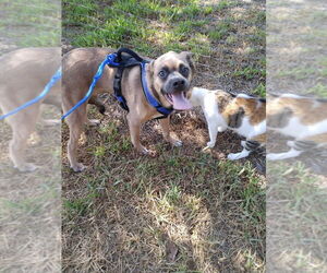 Pebbles (TX) - Male Mutt Dog for Adoption - Photo #2