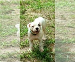 Small Photo #2 American Bulldog Puppy For Sale in THE WOODLANDS, TX, USA