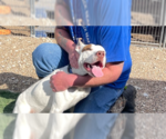 Small #7 American Staffordshire Terrier Mix
