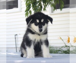 Alaskan Malamute Puppy for sale in GAP, PA, USA