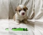Puppy Green collar Pembroke Welsh Corgi