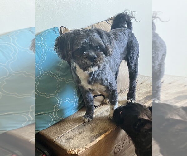 Medium Photo #7 Shih-Poo Puppy For Sale in Dana Point, CA, USA
