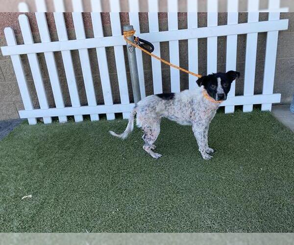 Medium Photo #1 Border Collie-Texas Heeler Mix Puppy For Sale in Modesto, CA, USA