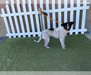 Border Collie-Texas Heeler Mix Dogs for adoption in Modesto, CA, USA