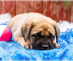 Small Photo #18 Mastiff Puppy For Sale in WAKARUSA, IN, USA