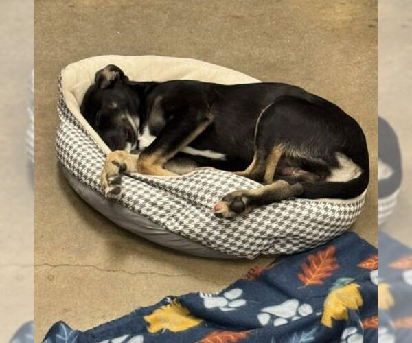 Medium Photo #2 Mutt Puppy For Sale in Canton, CT, USA