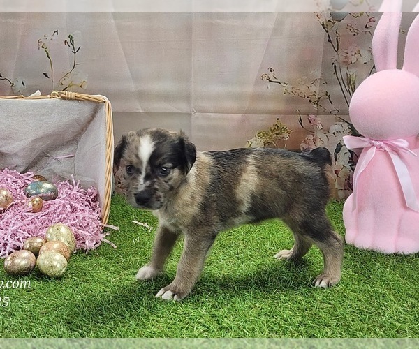 Medium Photo #16 Catahoula Leopard Dog Puppy For Sale in CUMBY, TX, USA