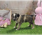 Small #15 Catahoula Leopard Dog