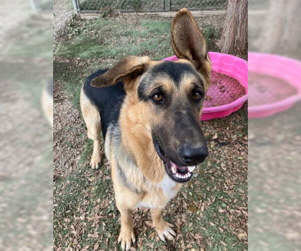 Medium Photo #3 Mutt Puppy For Sale in Ventura, CA, USA