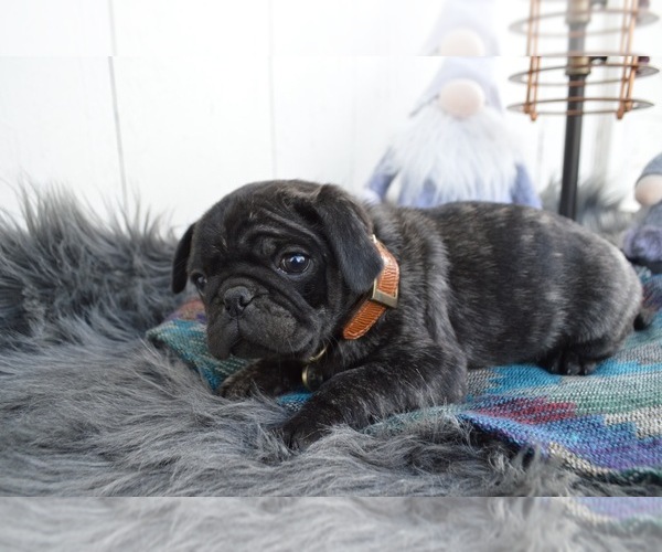 Medium Photo #4 Pug Puppy For Sale in HONEY BROOK, PA, USA