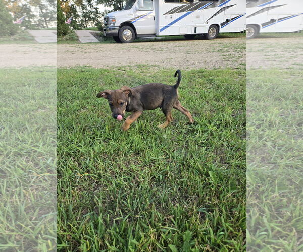 Medium Photo #2 Beagle-Unknown Mix Puppy For Sale in Montello, WI, USA