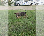 Small #1 Beagle Mix