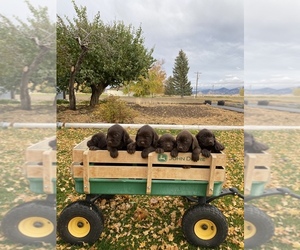 Pudel Pointer Puppy for sale in BURLEY, ID, USA
