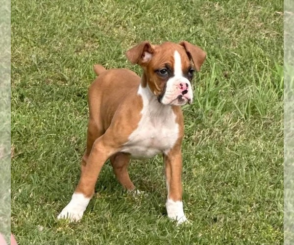 Medium Photo #3 Boxer Puppy For Sale in VICTORIA, TX, USA