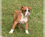 Small #2 Boxer