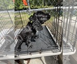 Small #2 English Cocker Spaniel