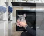 Small #5 French Bulldog