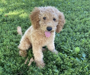 Medium Poodle (Miniature)