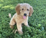 Puppy Banks Poodle (Miniature)