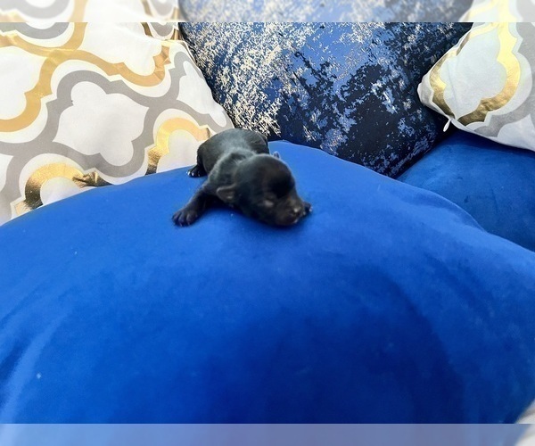 Medium Photo #49 Yorkshire Terrier Puppy For Sale in HAYWARD, CA, USA