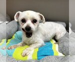 Small #1 Maltipoo (Toy)