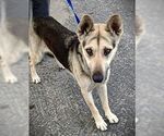 Small #1 German Shepherd Dog