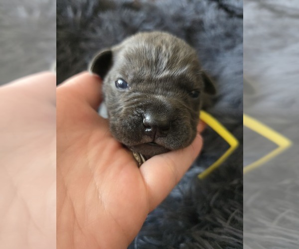 Medium Photo #3 Cane Corso Puppy For Sale in HENRY, VA, USA